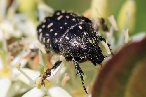 Réf. 274 437 : Oxythyrea funesta